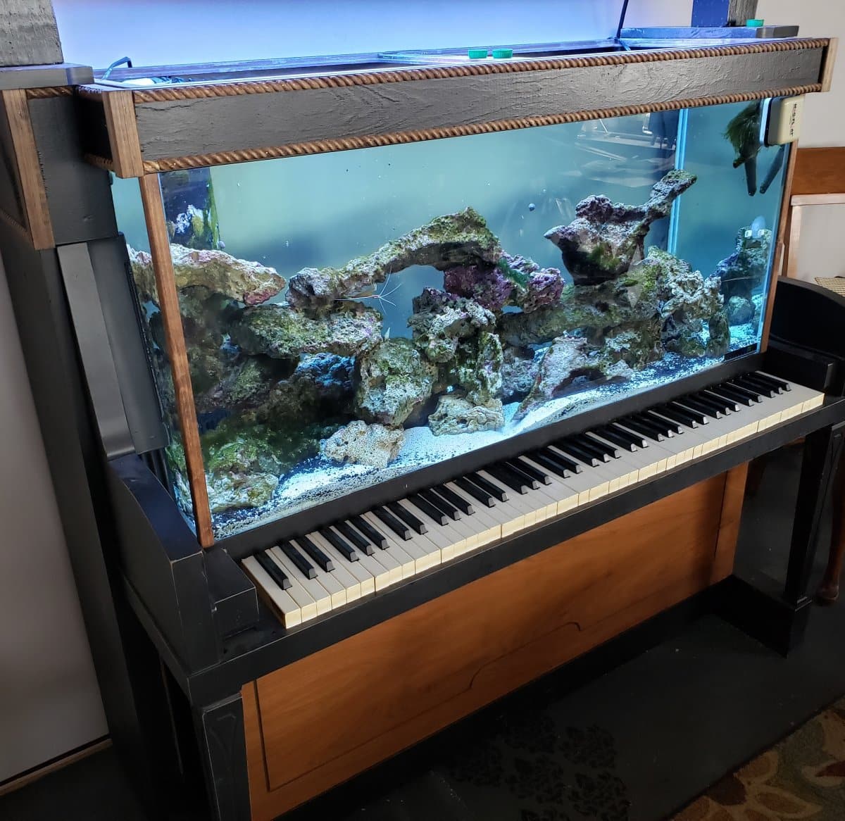 Piano Aquarium by reef 2 reef