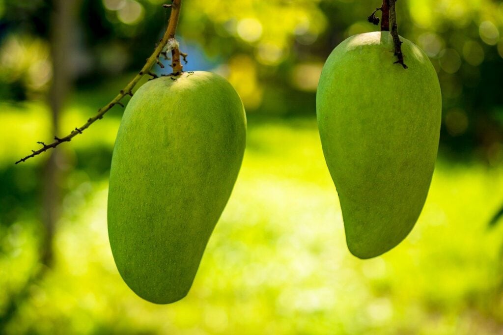 Pico Mango