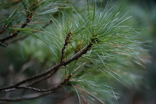 Pine Needle Tea- discover.hubpages