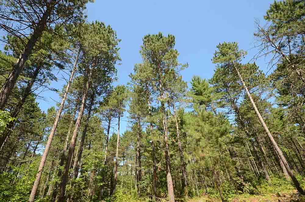 Pinus Resinosa