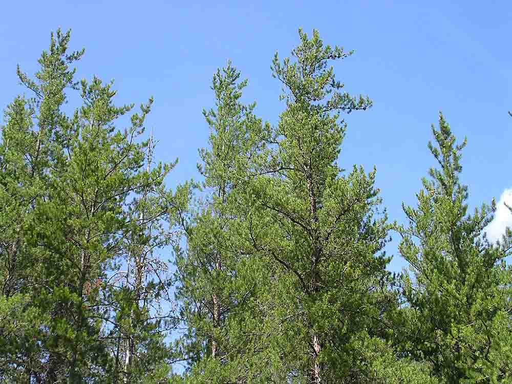Pinus banksiana