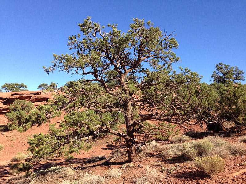 Pinus edulis