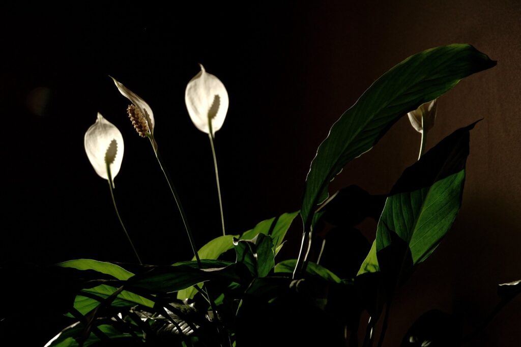 Plant indoor with low light