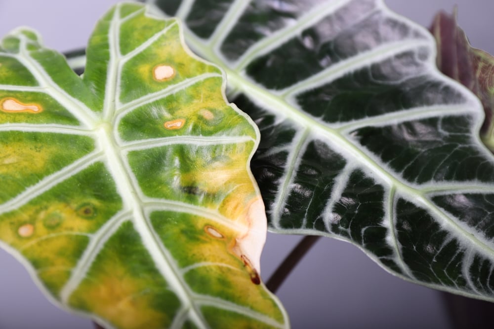 Plant turning white