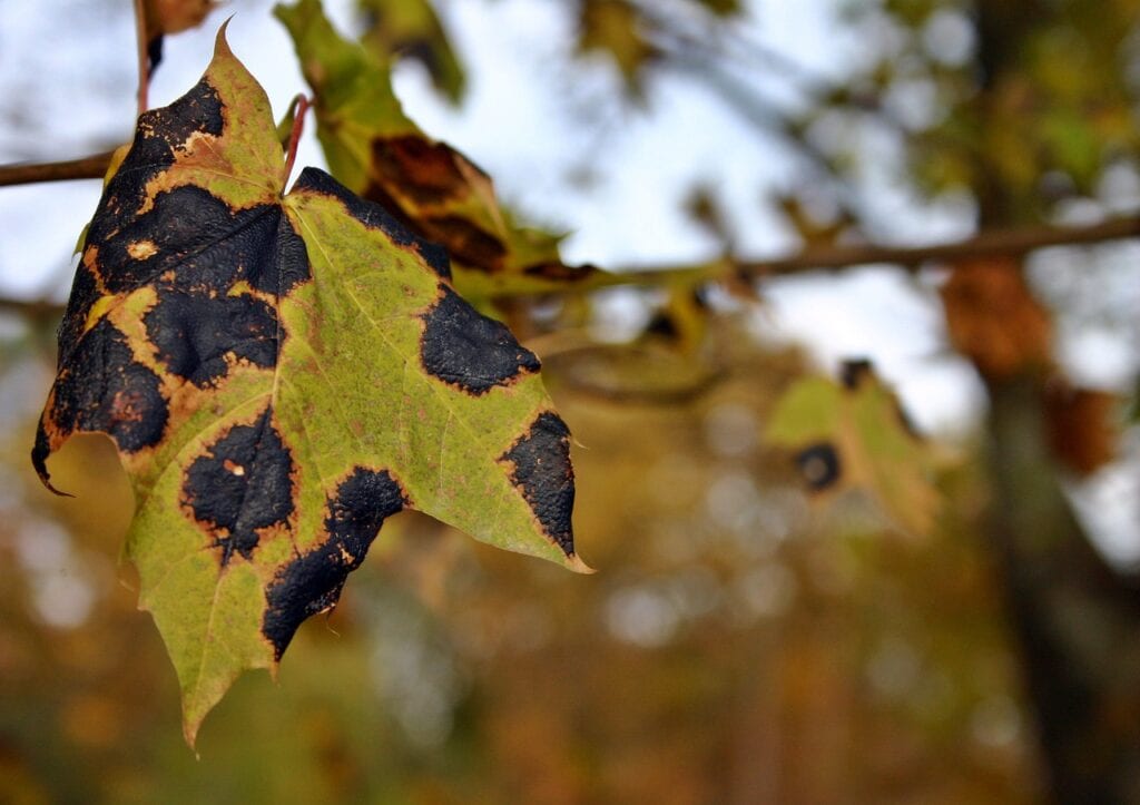 Plant with disease