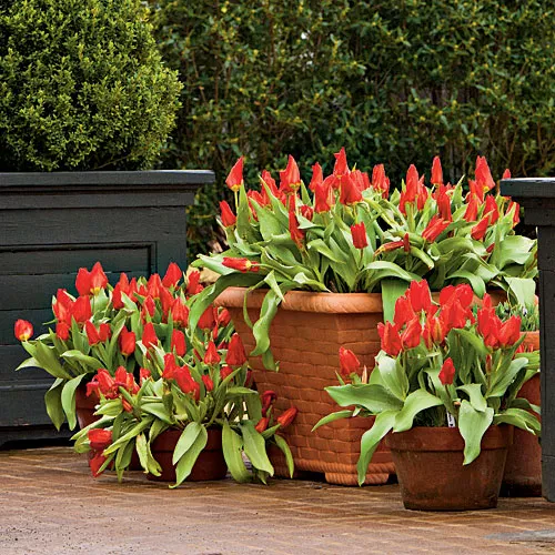 Planter Fill- southern living