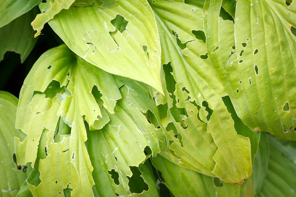 Plants eaten by slugs