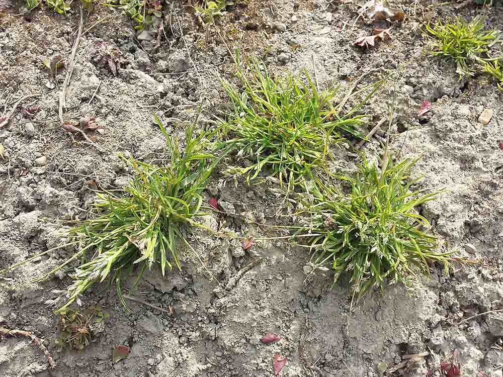 Poa annua (subsp._annua) sl6 