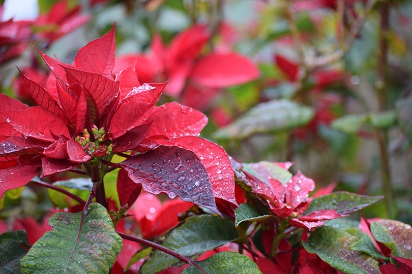 Poinsettias