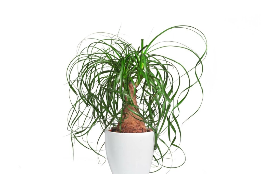 Ponytail Palm