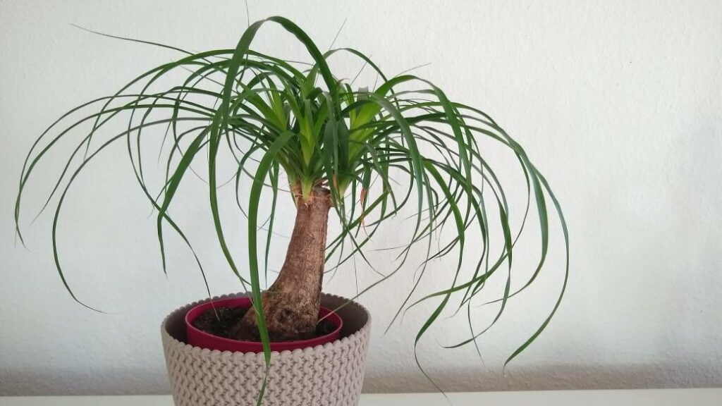 Ponytail Palm