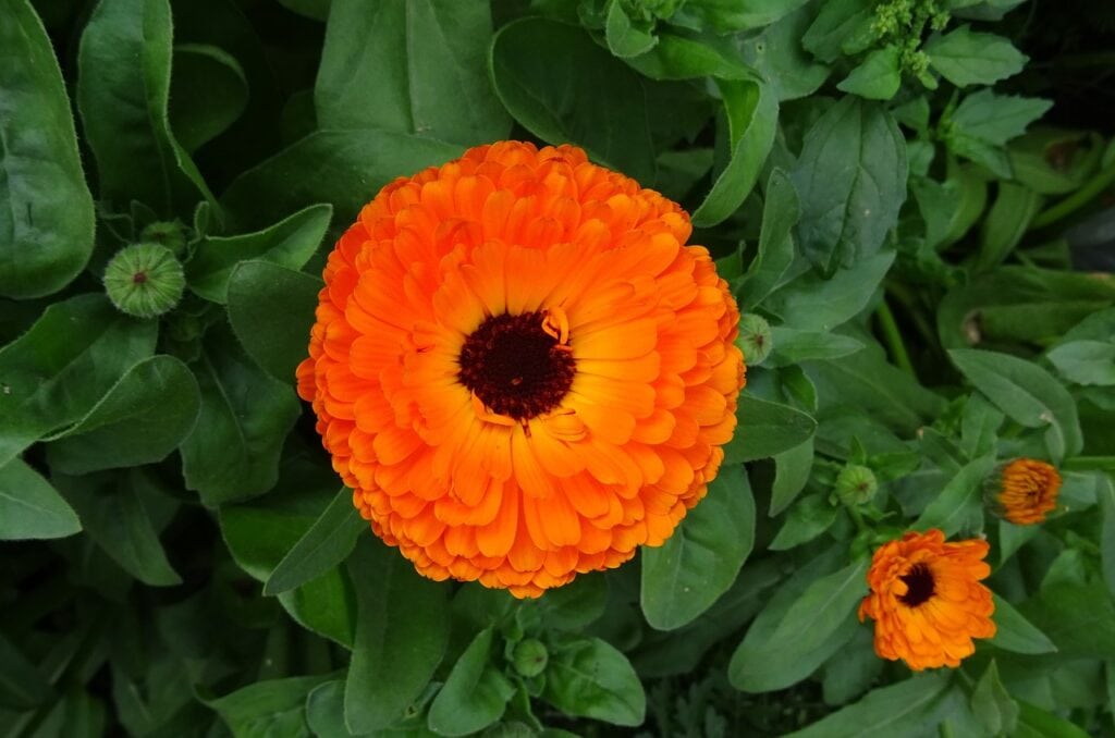 Pot Marigold