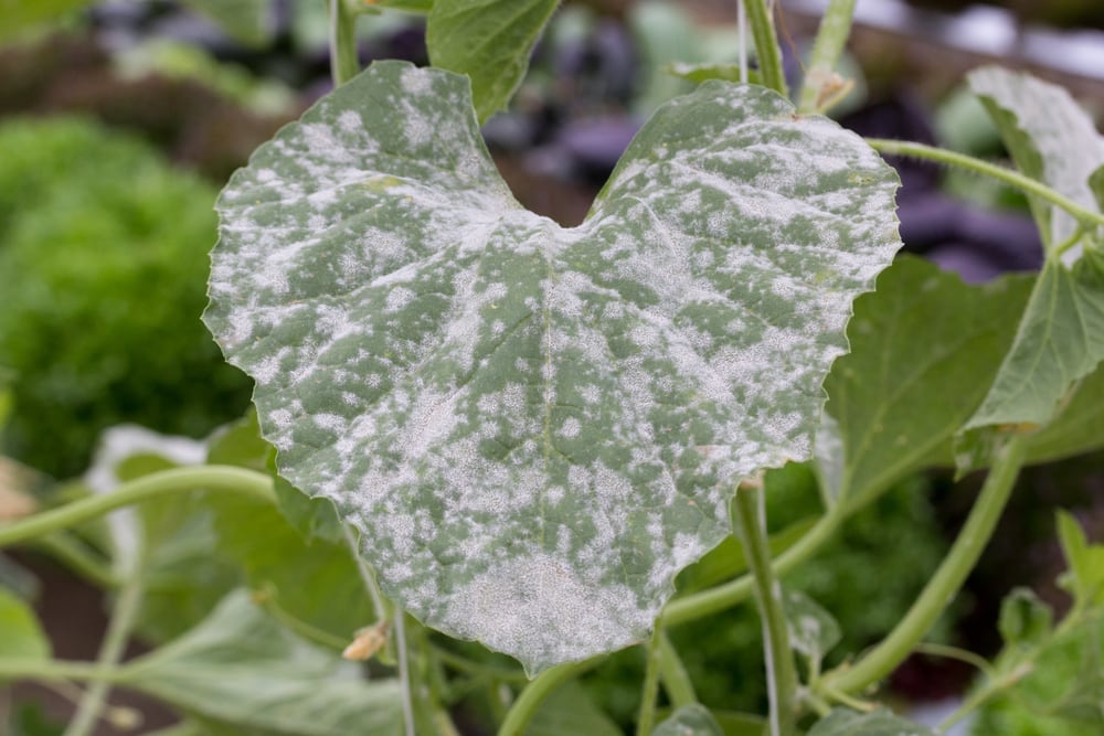 Powdery Mildew