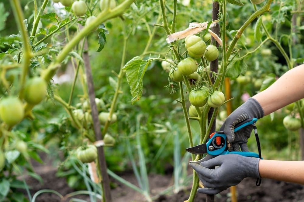 Pruning tomato