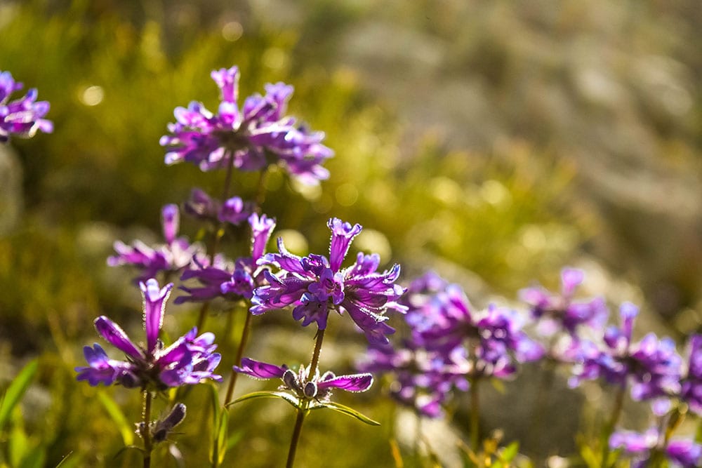 Purple Foothills Penstemon wildflowers