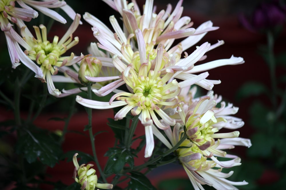 Quilled Blooms chrysanthemums