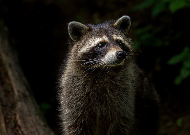 Racoon
