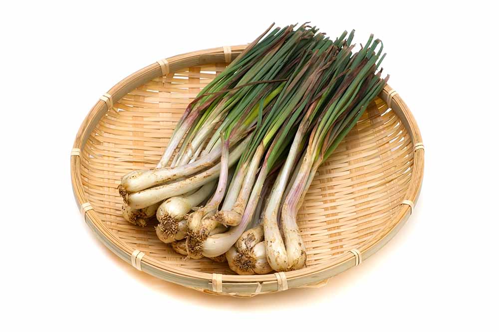 Rakkyo-Allium Chinese Onions