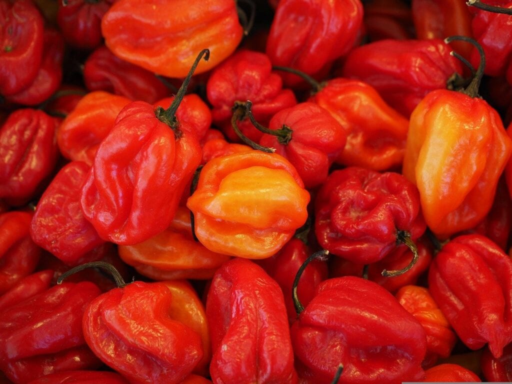 Red Habanero Peppers