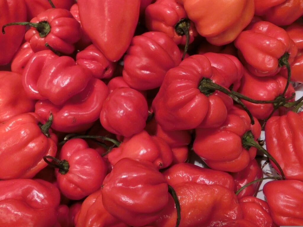 Red Habanero Peppers