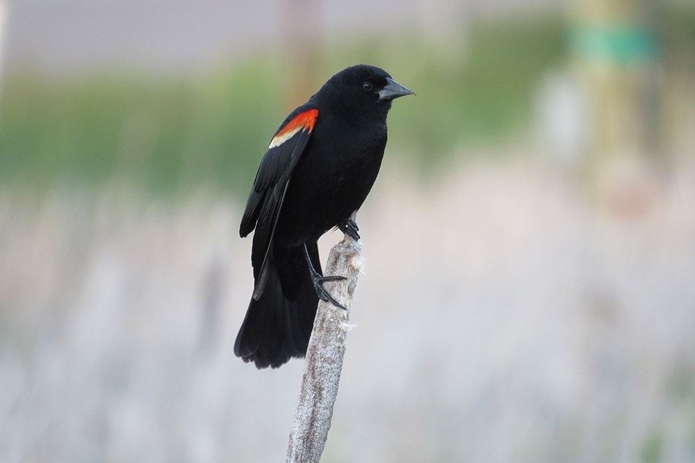 Red-Winged Blackbird