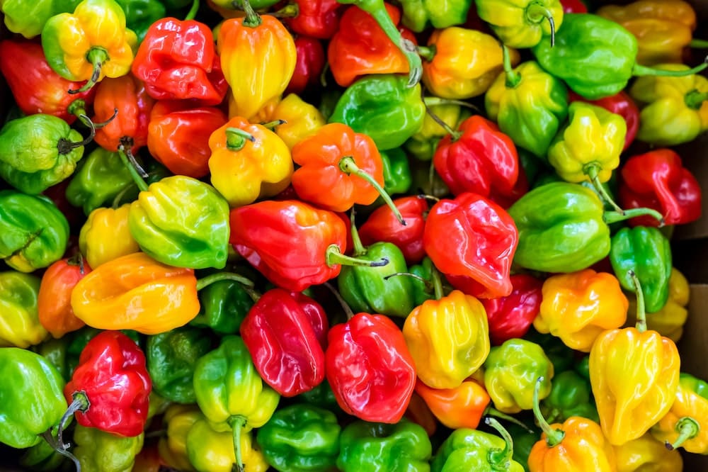 Scotch Bonnet Pepper