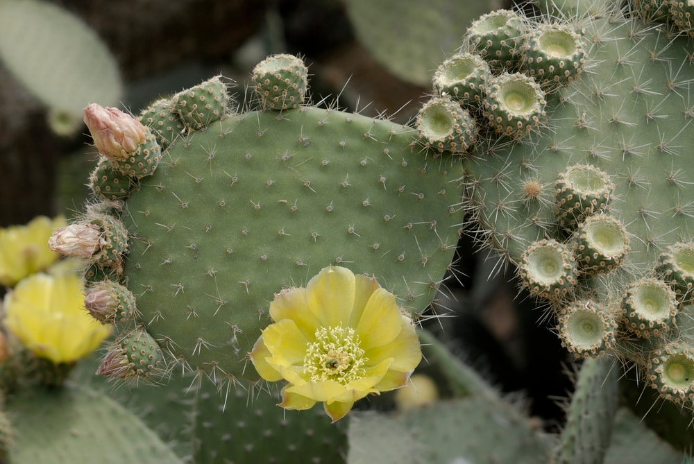 Semaphore Cactus