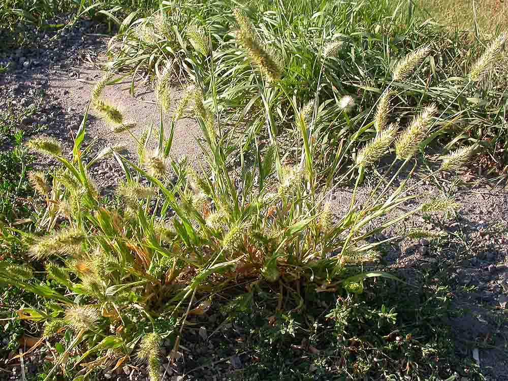 Setaria viridis