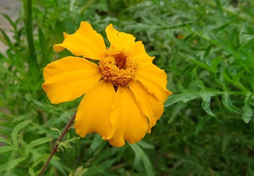 Signet Marigold