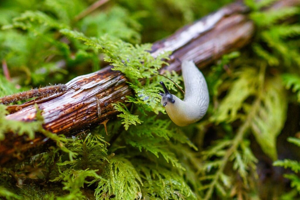 Slug on a wood
