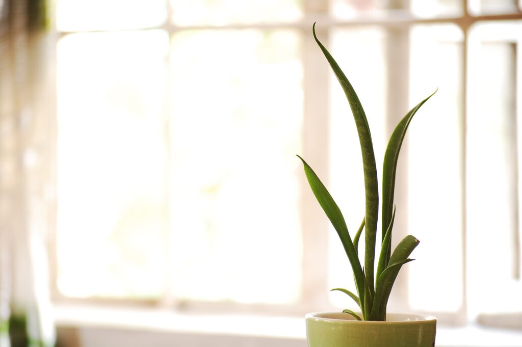 Snake Plant