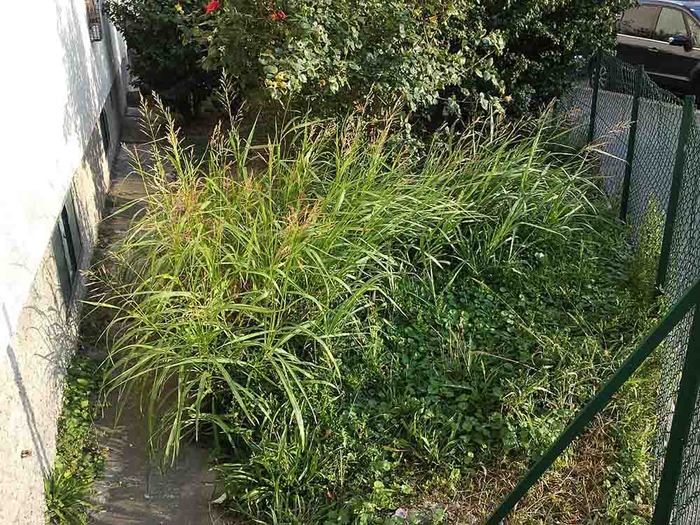 Poa annua (subsp._annua) sl6 