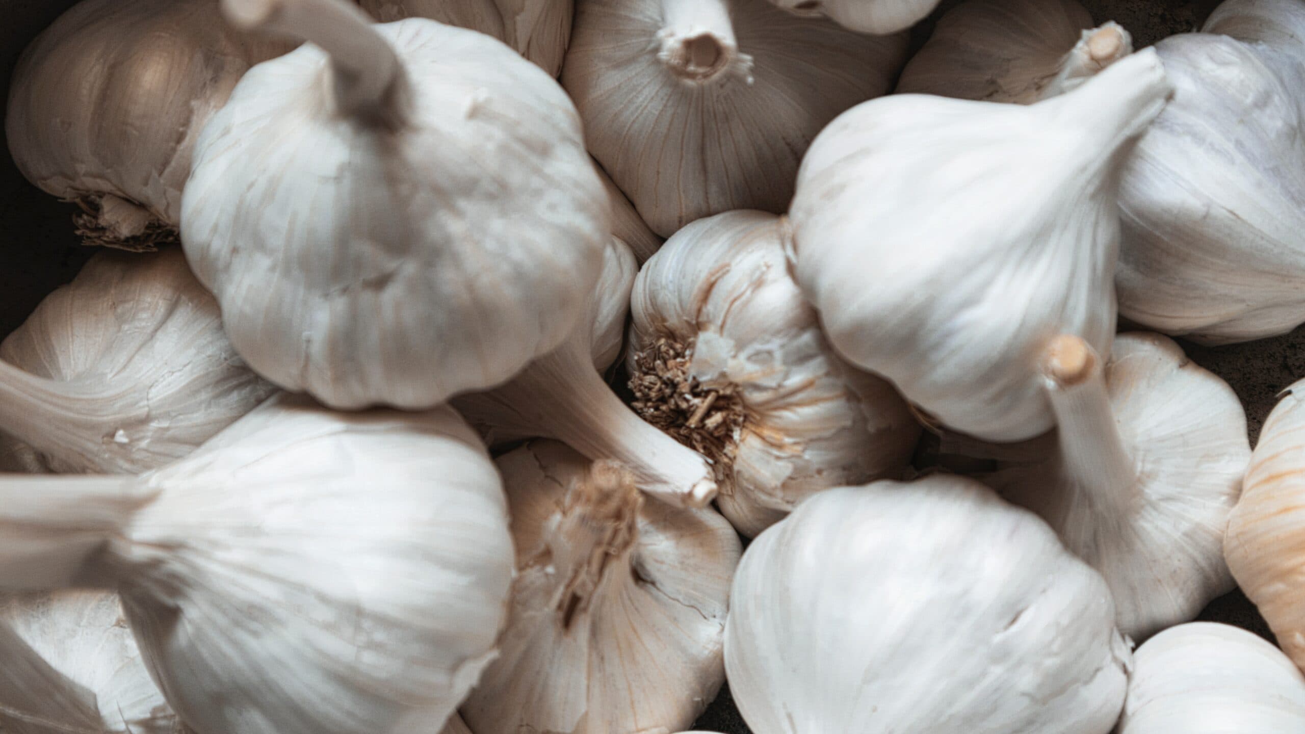 Spanish Roja Garlic
