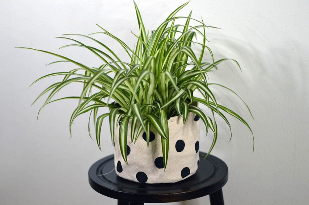 Spider Plant in polka dot canvas
