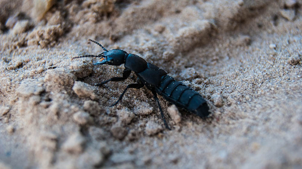 Stinking Rove Beetle_Michel_van_der_Vegt_Pixabay