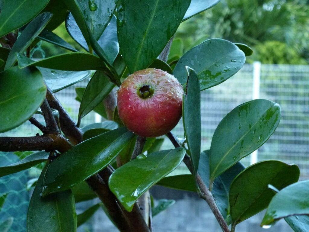 Strawberry Guava