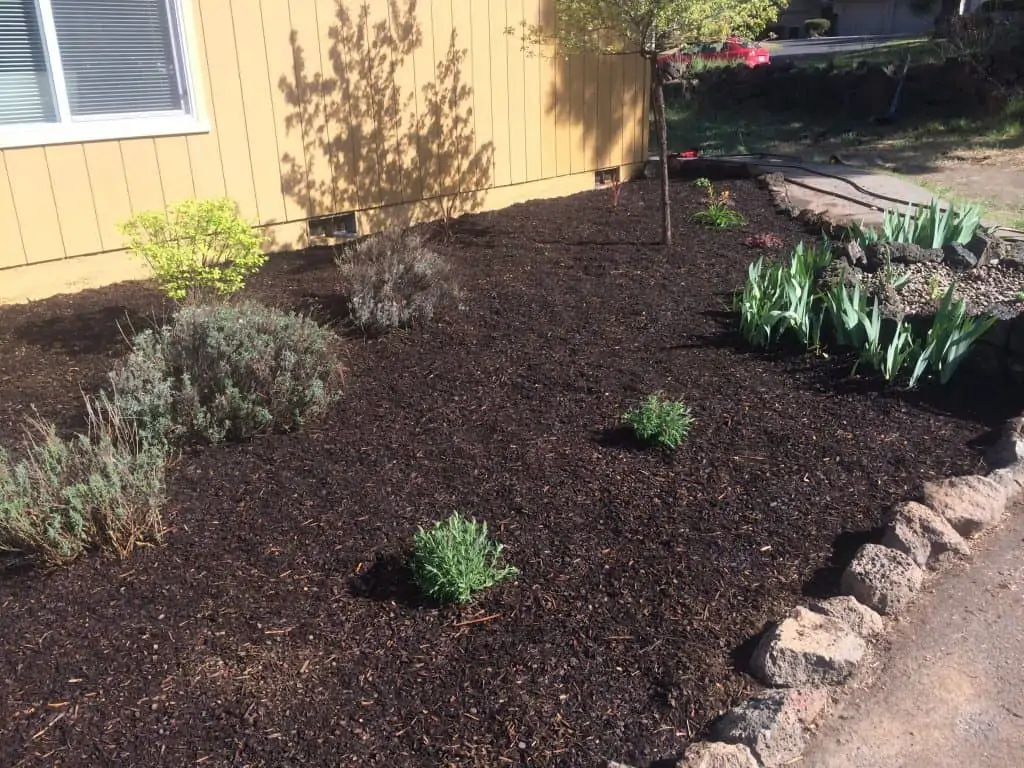 Succulent Garden Drainage- making manzanita