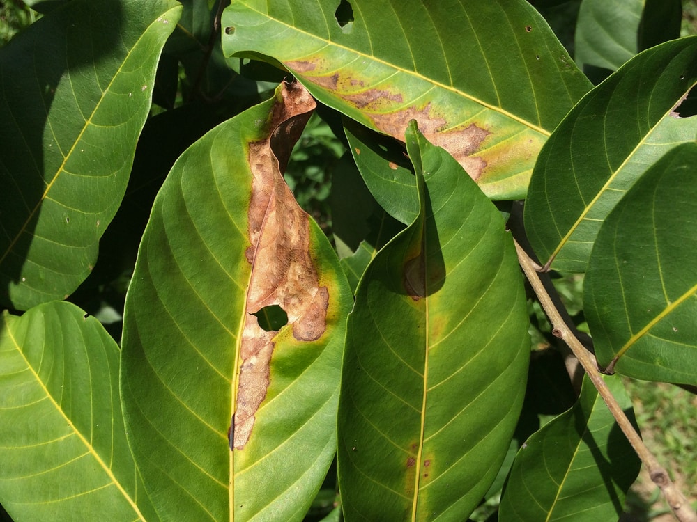 Sunburn on plants
