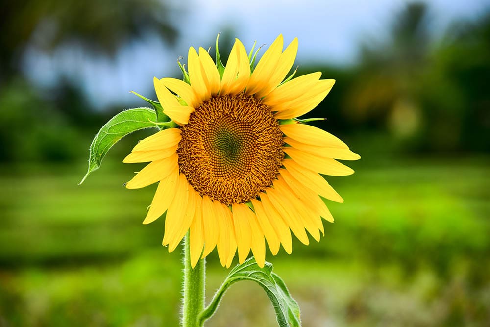 Sunspot sunflower
