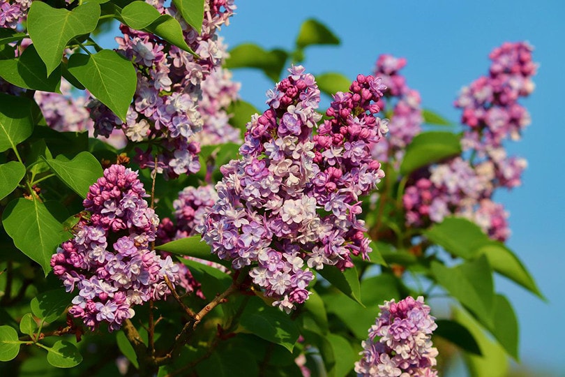 Syringa flower