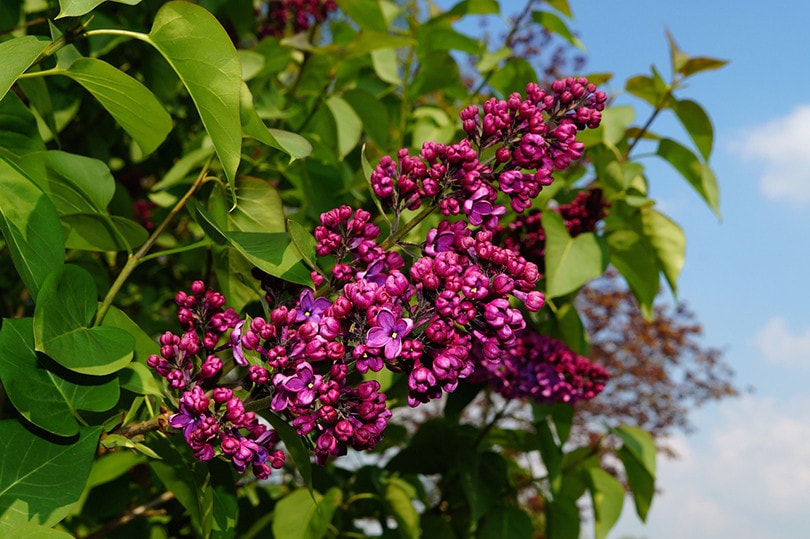 Syringa
