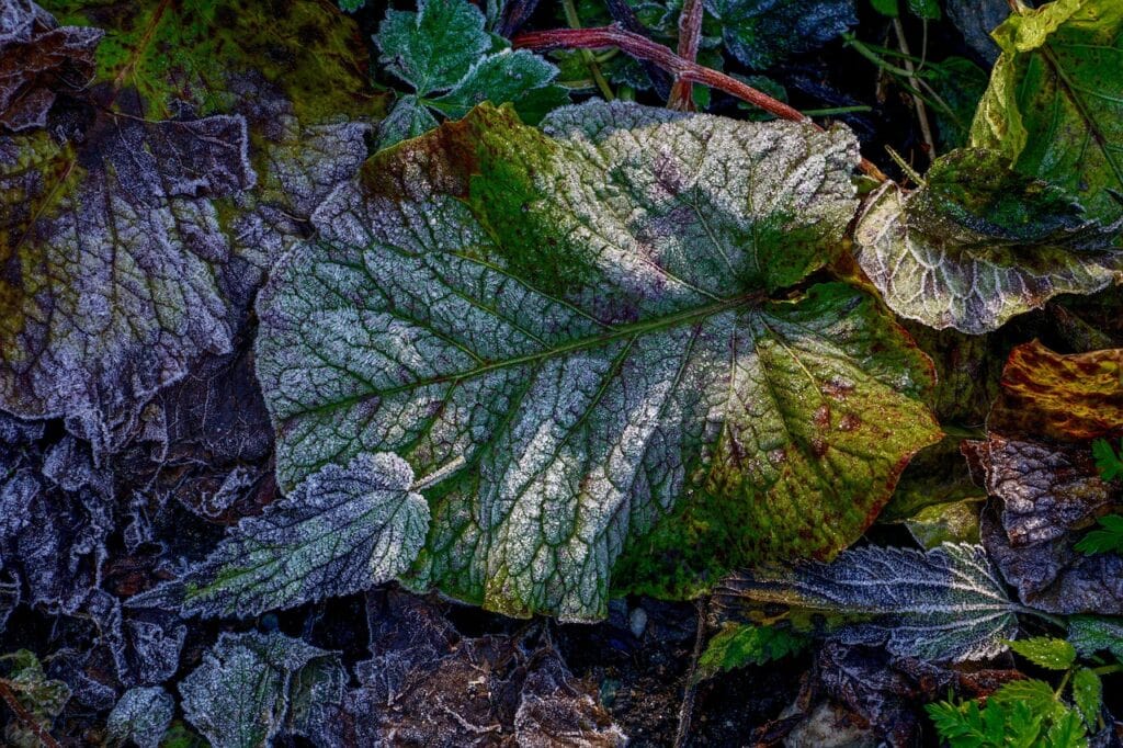Temperature Stress in plants