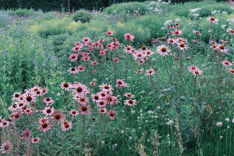Tennessee coneflower