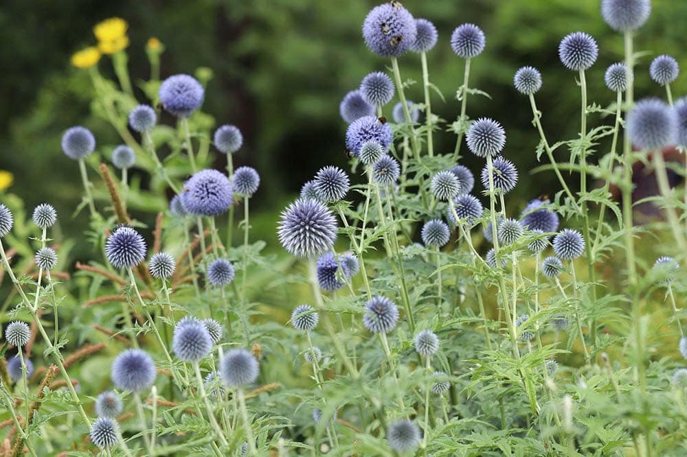 Thistles