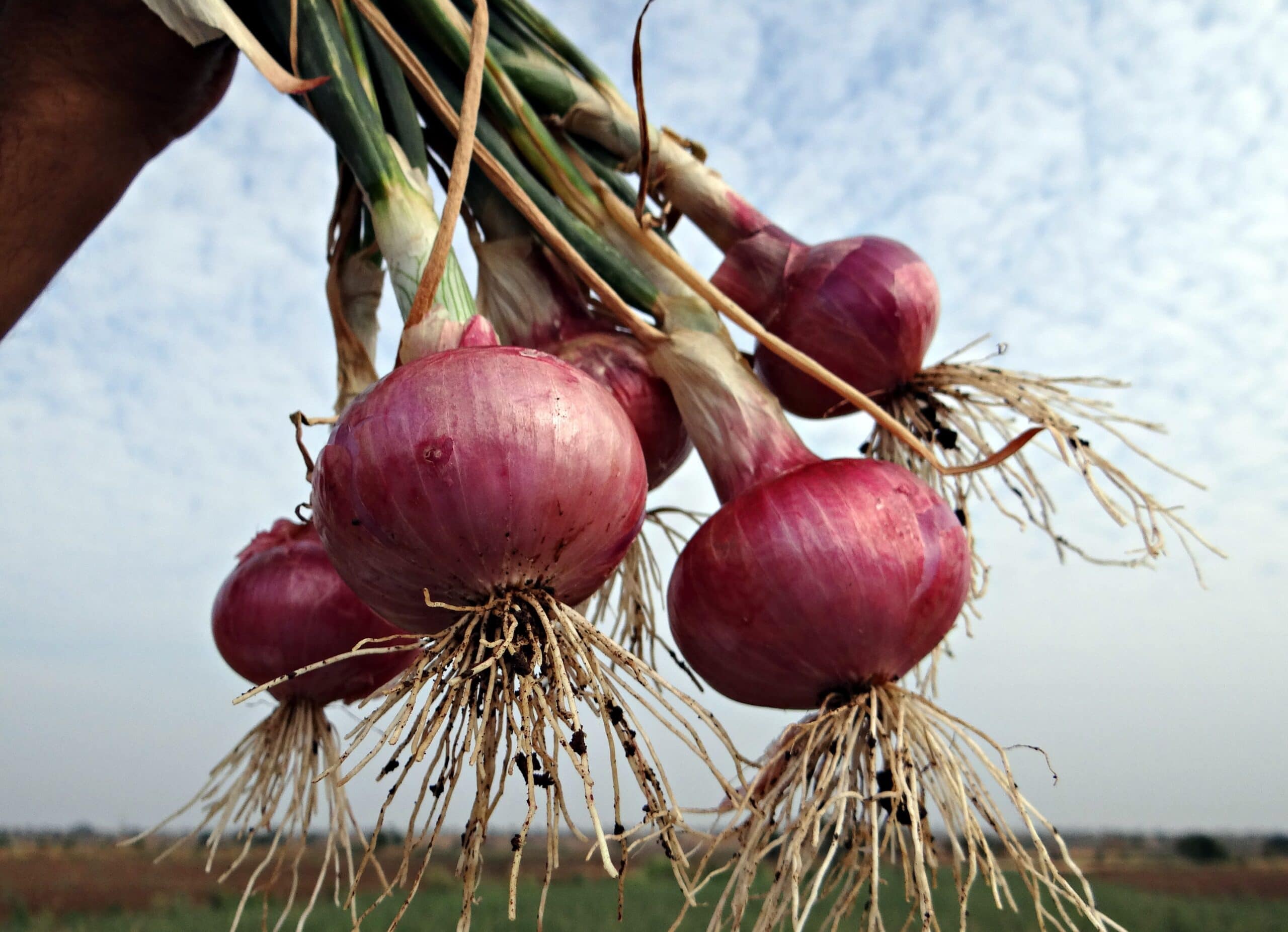 Tokyo Long White Onion