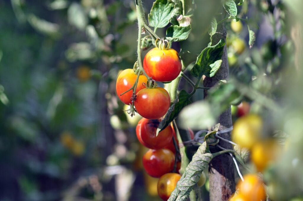 Tomato plant