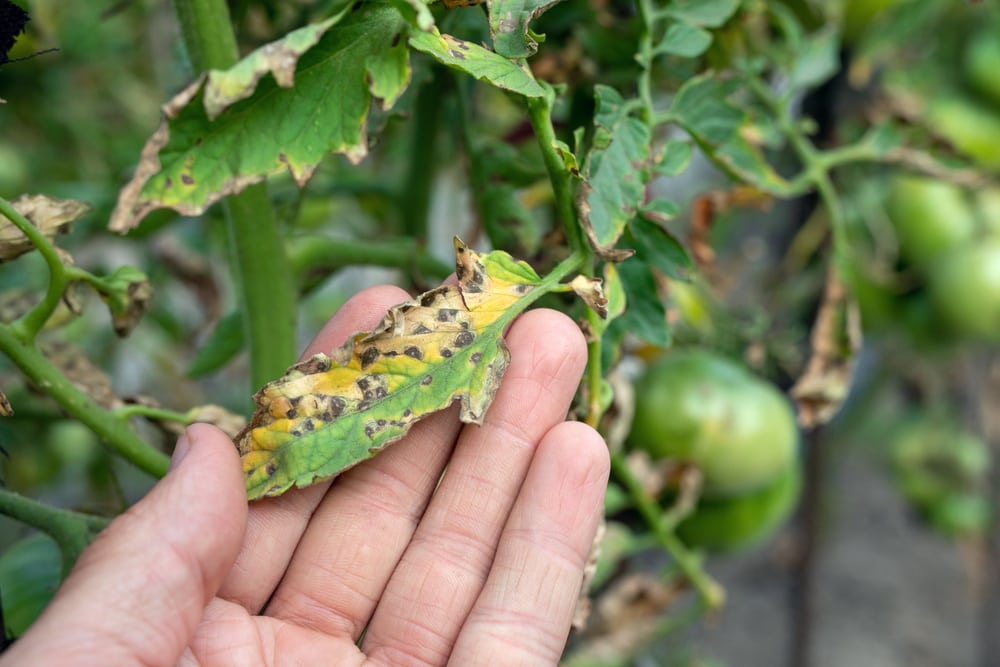 Tomato plant disease