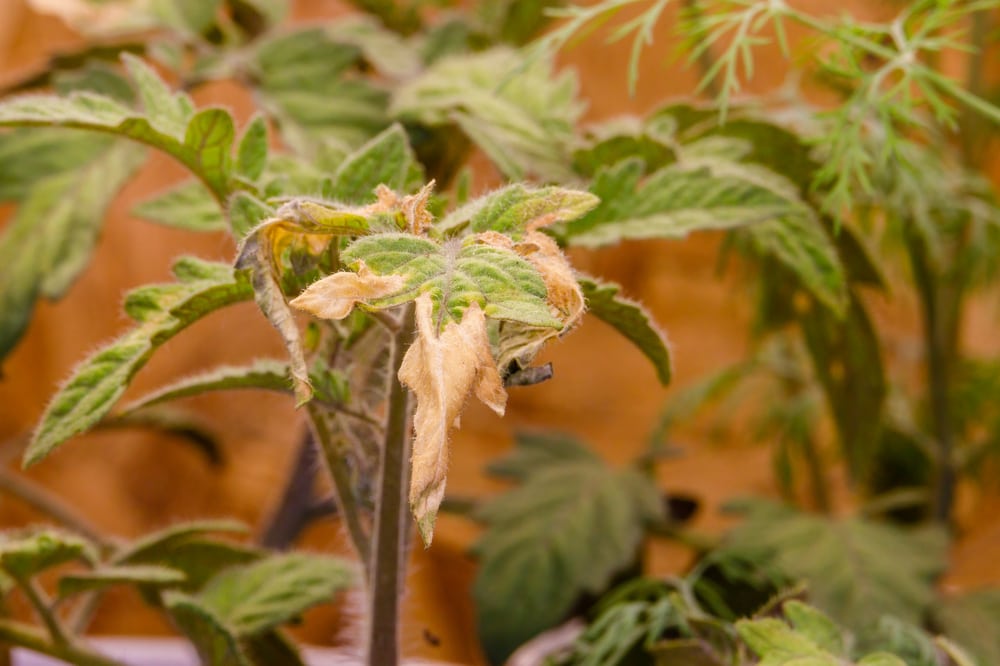 Tomato with nutrient deficiency