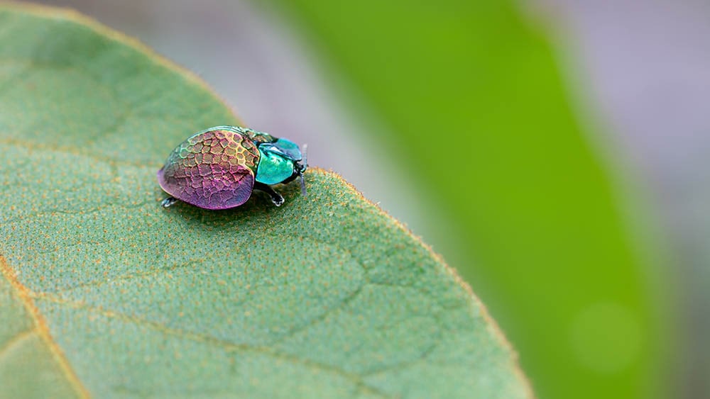 Tortoise Beetle on leaf
