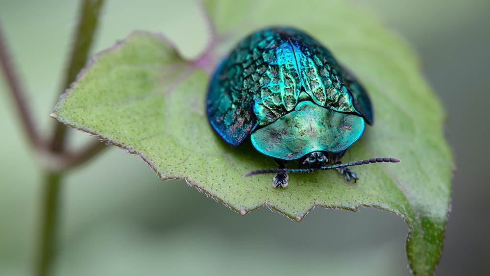 Tortoise Beetle_Filipe Resmini_Unsplash